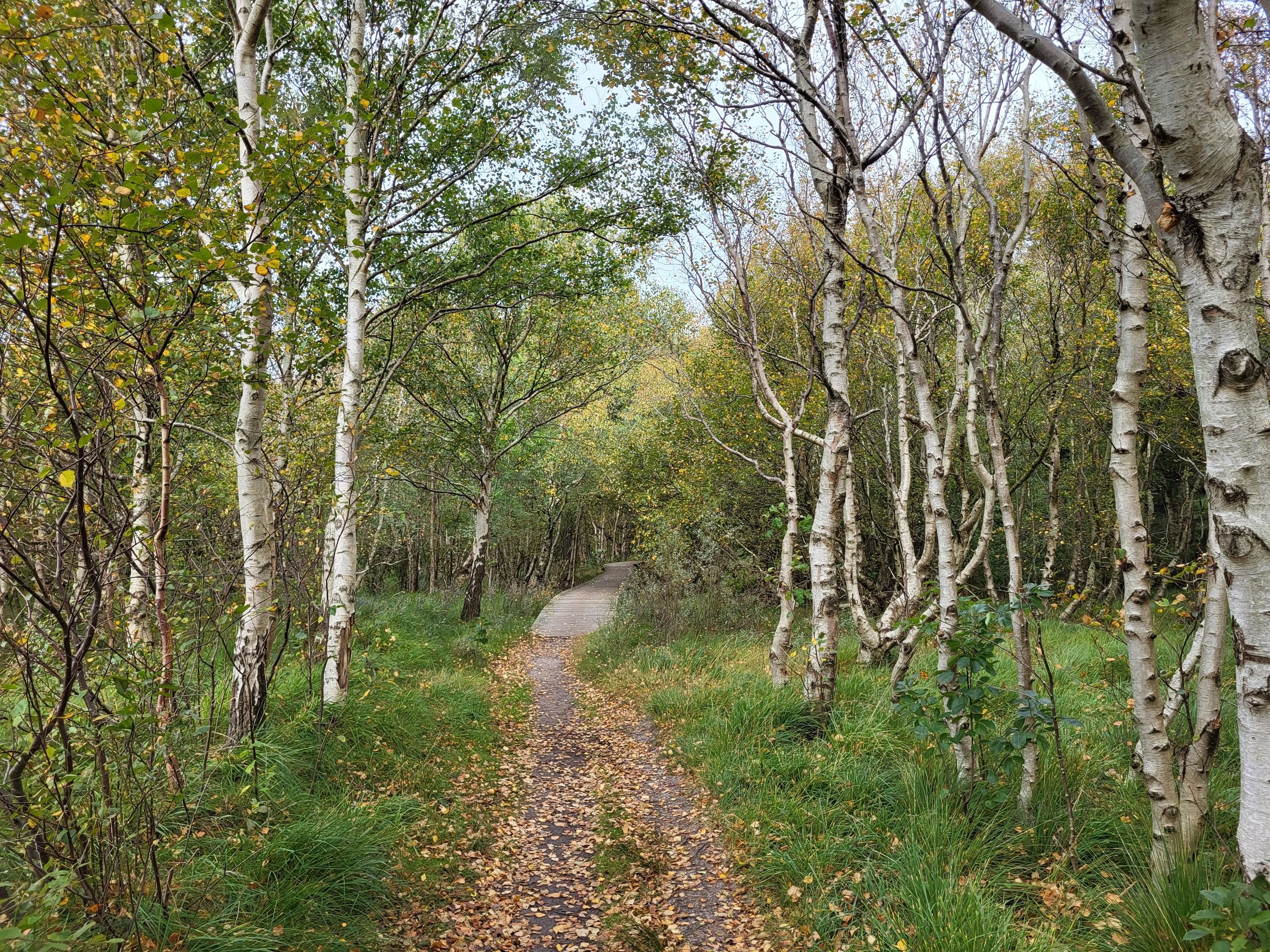 Chemin forestier