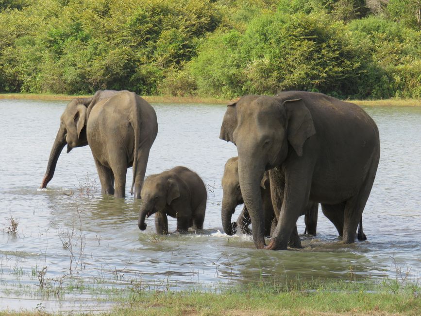 Udawalawa - Safari avec des éléphants