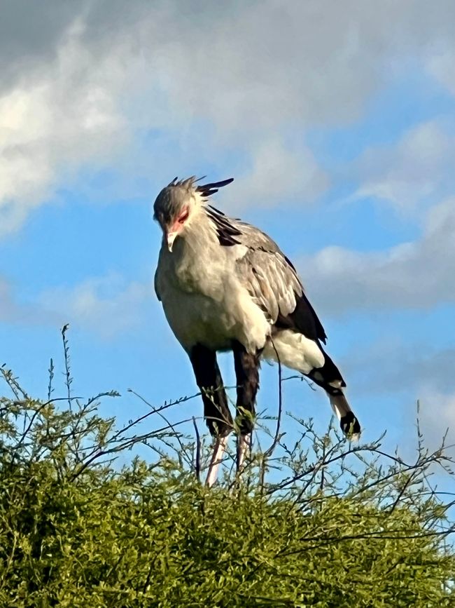 Prima safari