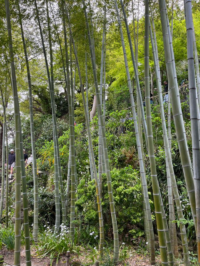 Kamakura-Freitag-11.04.25
