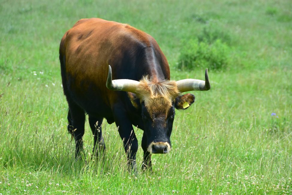 * * * S E C H T A S A F A R I - der Auerochsenweg
bei Bopfingen * * *