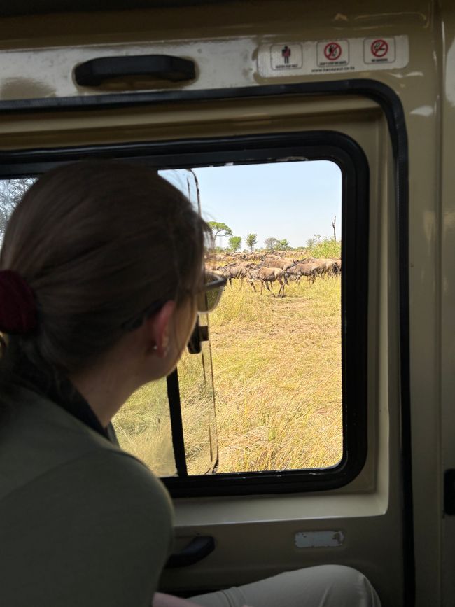 Serengeti Partie 2 - L'armée des gnous traverse la rivière Mara