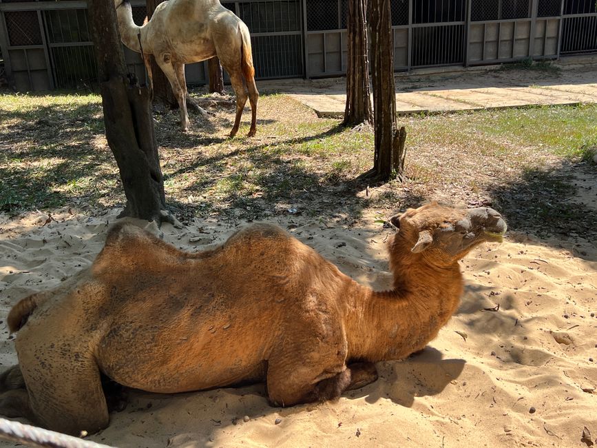 Tag 16 - Phu Quoc: Tierische Higloghts und glitzerndes Einhorn