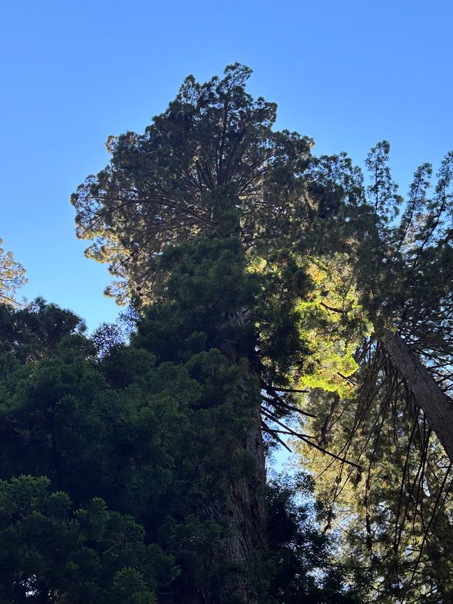 North Californian redwoods