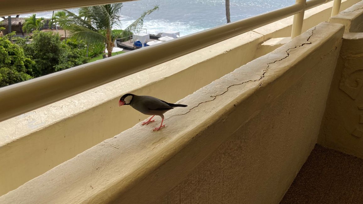 Birds of Hawaii 🌺 