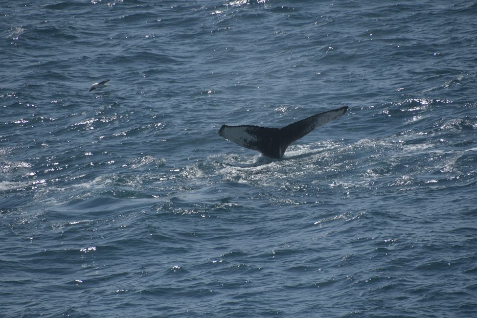 Buckelwal / Humpback whale