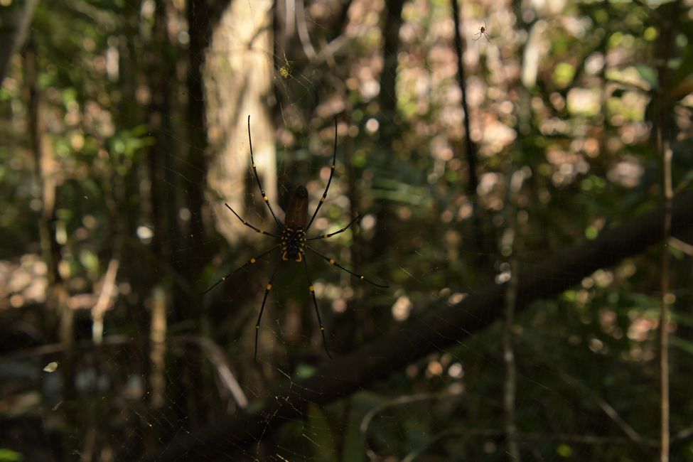 Litchfield NP - Golden Orb Spider