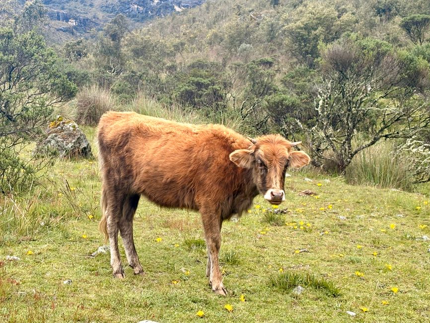 Huaraz