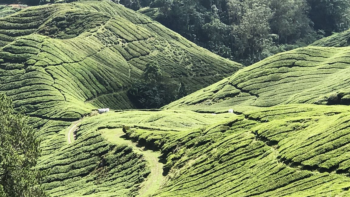 Teeplantage Cameron Highlands
