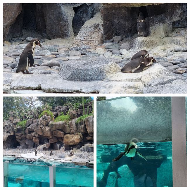 Tag drei: Zoo Aurora und Stadtteil Cayala
