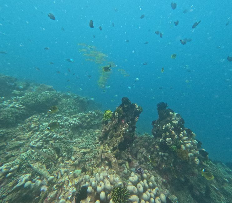Tag 20: Il mondo sottomarino di Bali