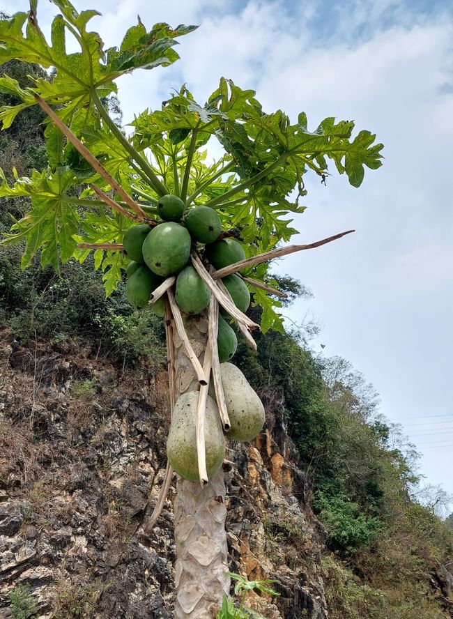 Papayabaum