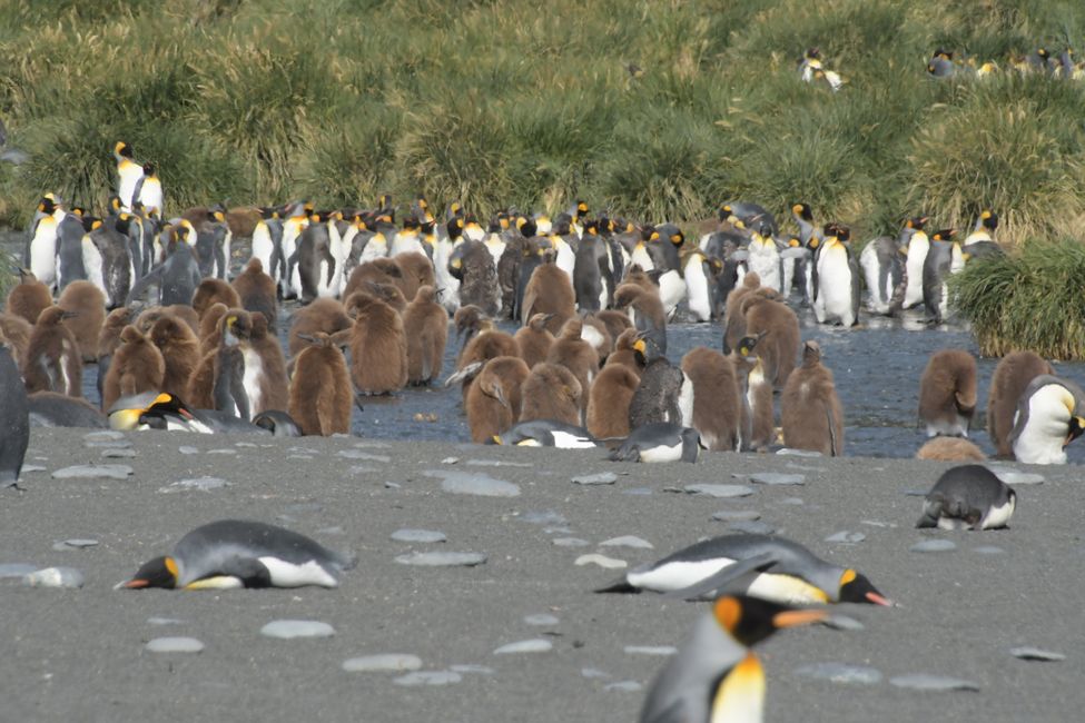 Königspinguine / King penguins