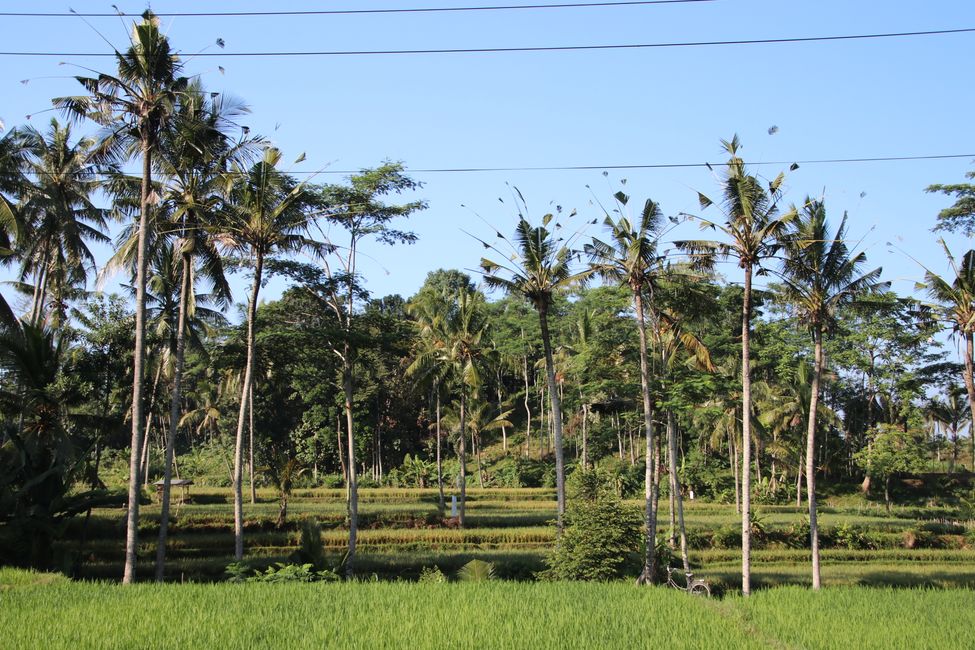 Etiqueta 9: De Java a Bali