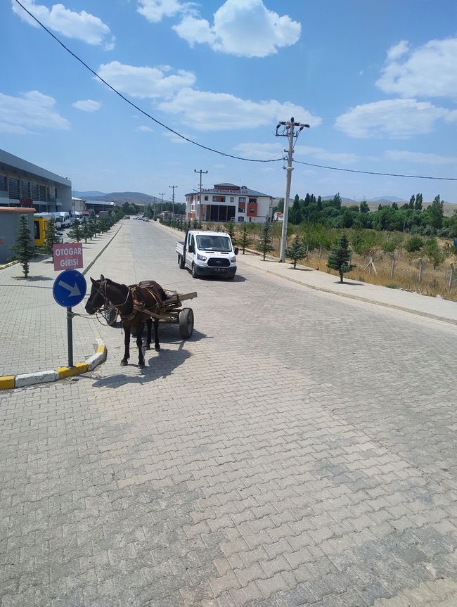 Pferd geparkt 