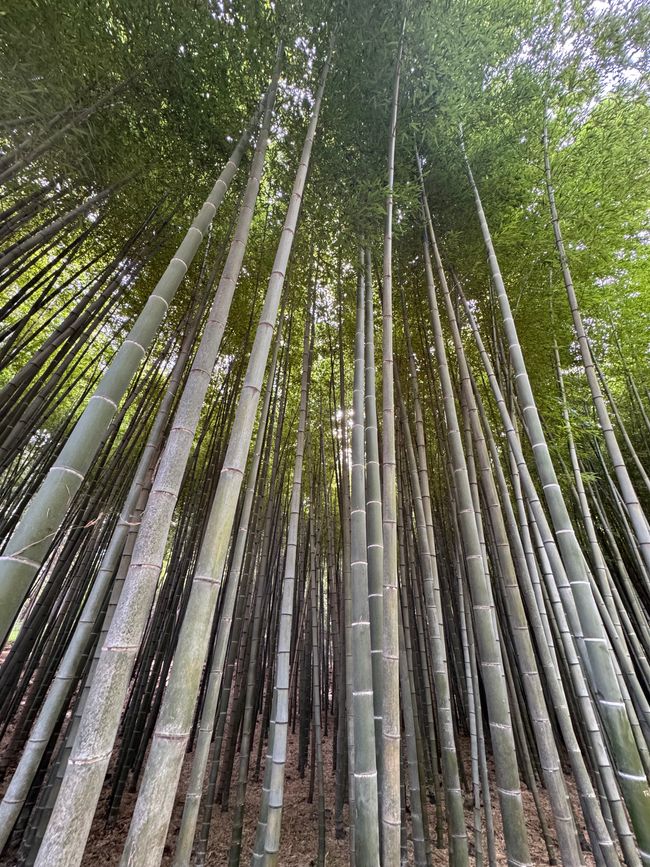 Foresta di bambù e una storia commovente