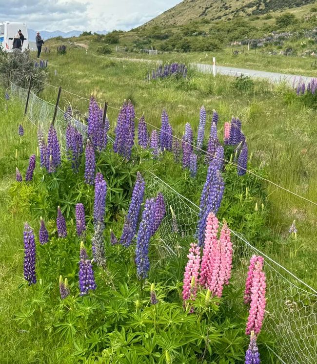W eeds, also known as undergrowth, are simply plants that grow in places where humans do not want them to grow, usually fields, pastures, orchards and gardens.