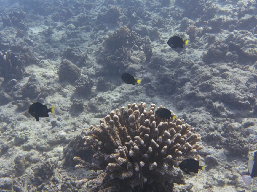 2025-04-30 Raiatea and Taha'a