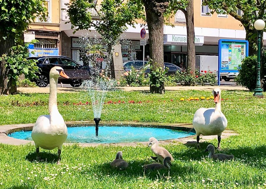 A family of swans at the fountain in the middle of the city.
