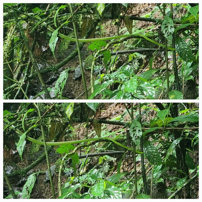 Trova il serpente