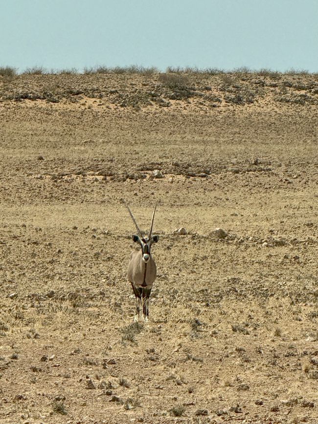 Namibia 2k25 🦓🏜️🐘
