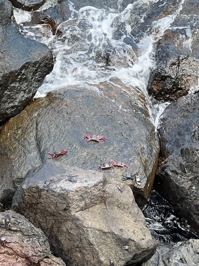 crabs
