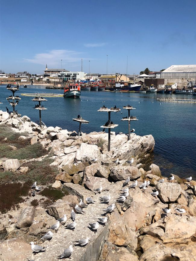 Bird Island - Komorane