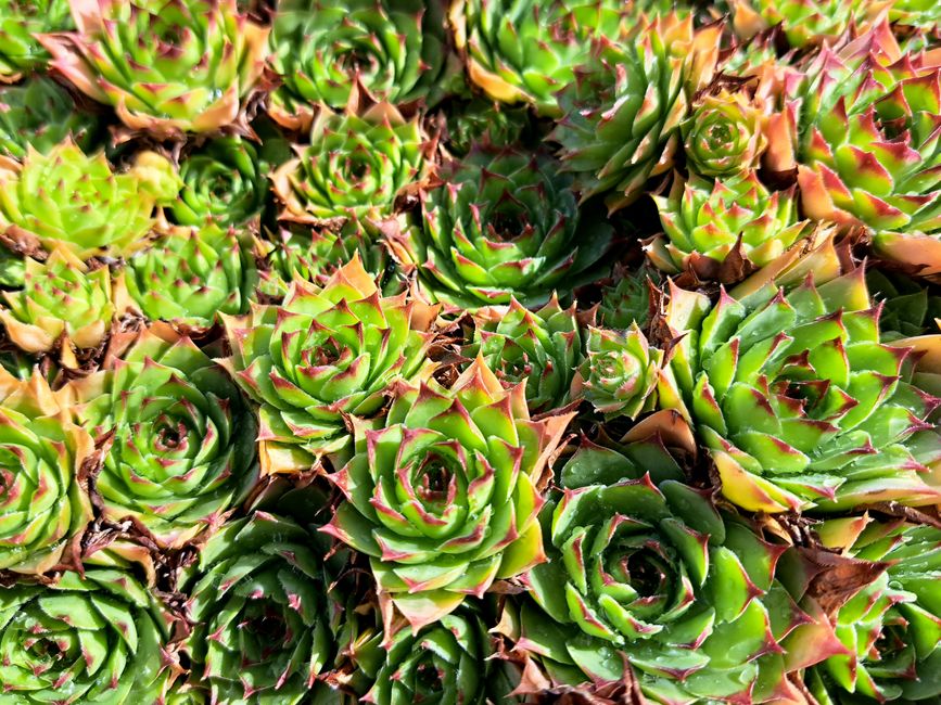 Sedum