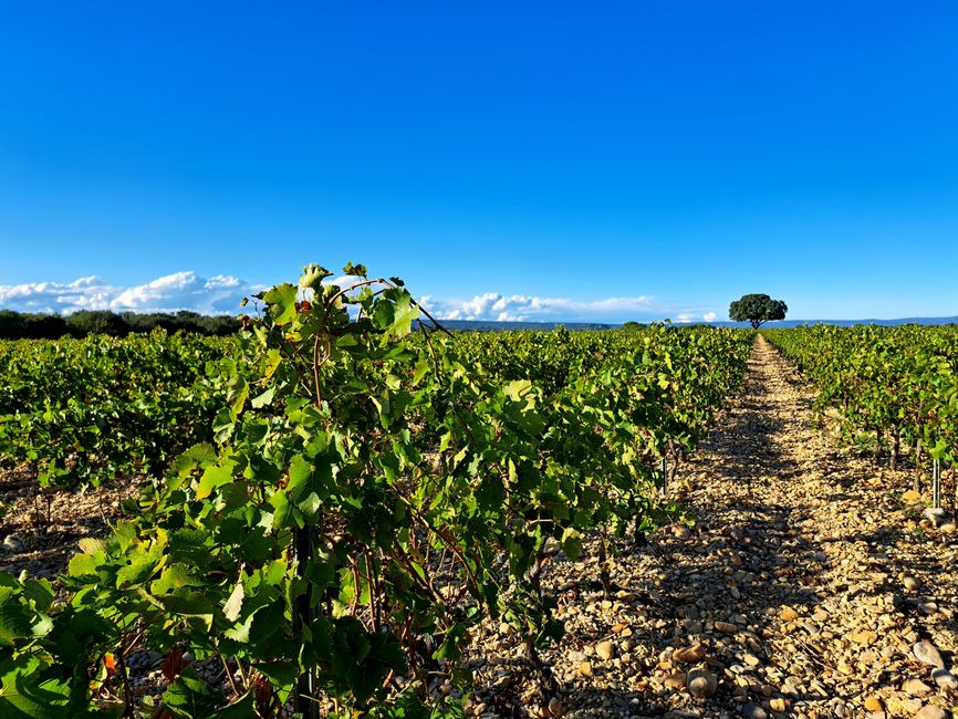 En la finca vinícola provenzal
