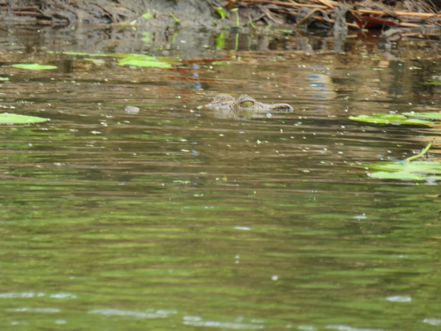 Matara - Mauvais temps, pas de baleines, mais des Salties (crocodiles d'eau salée)