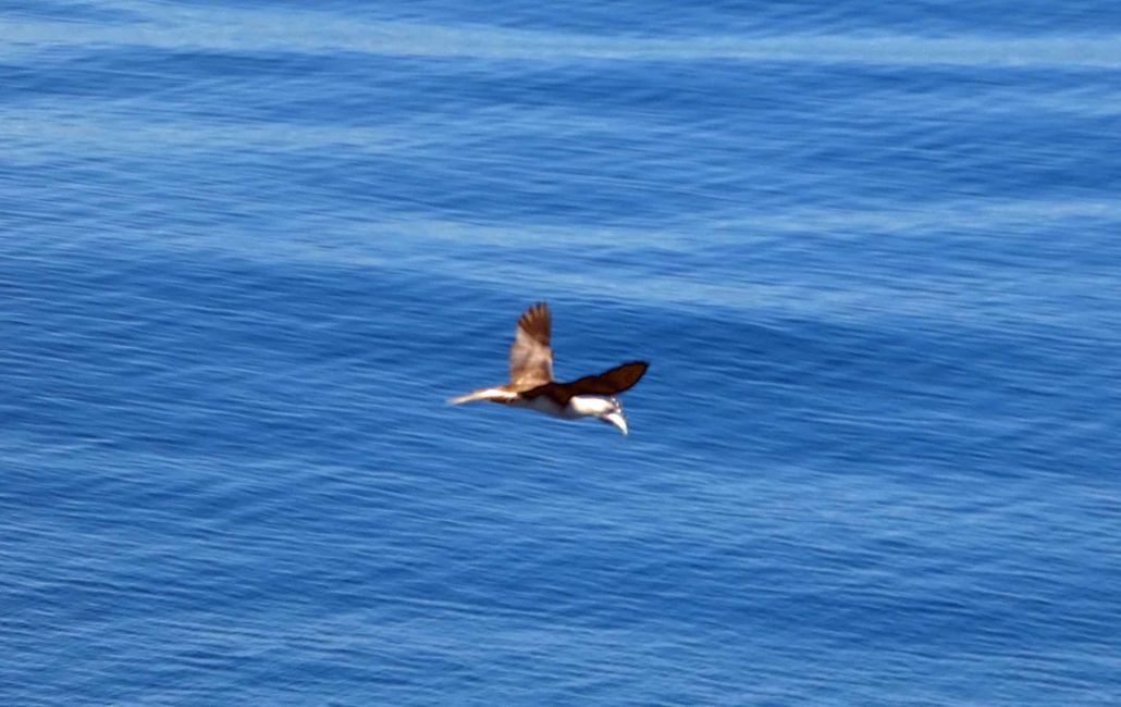 Traversée vers Alotau - Oiseaux marins et poissons volants