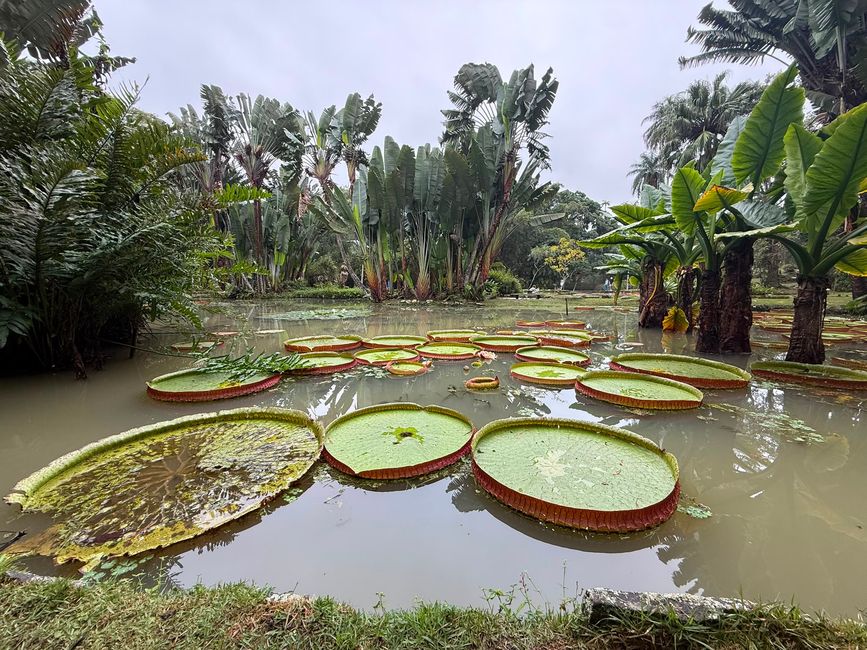 A lush tropical garden pond filled with giant lily pads and surrounded by dense palm-like plants. The scene feels calm and exotic under an overcast sky.