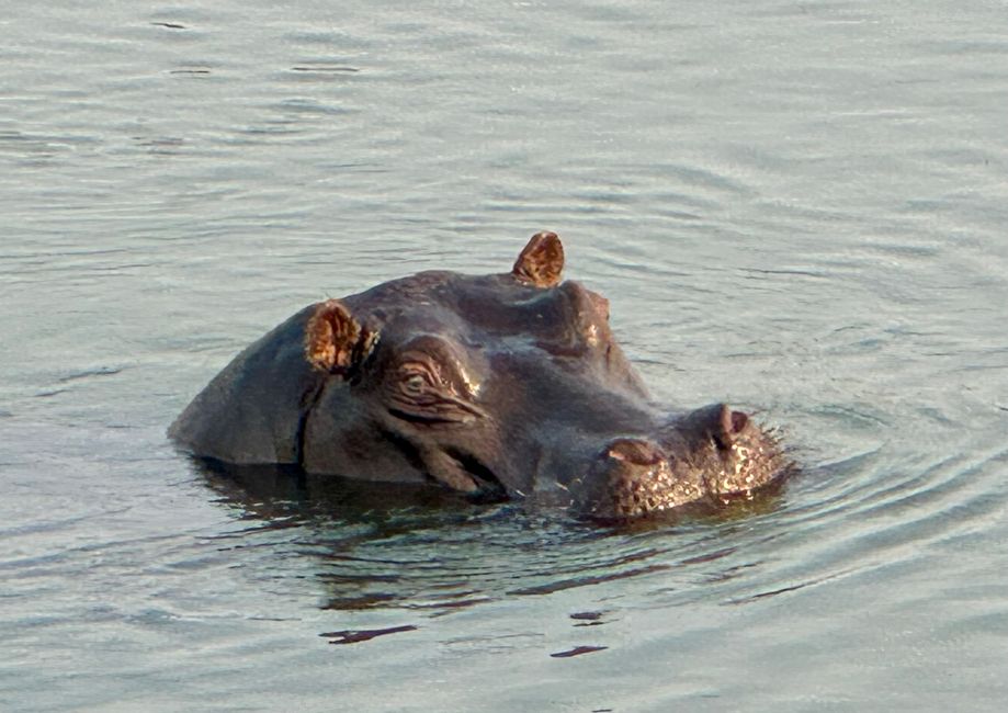 Along the Okavango