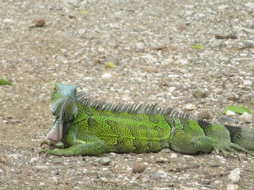 Iguane VERT