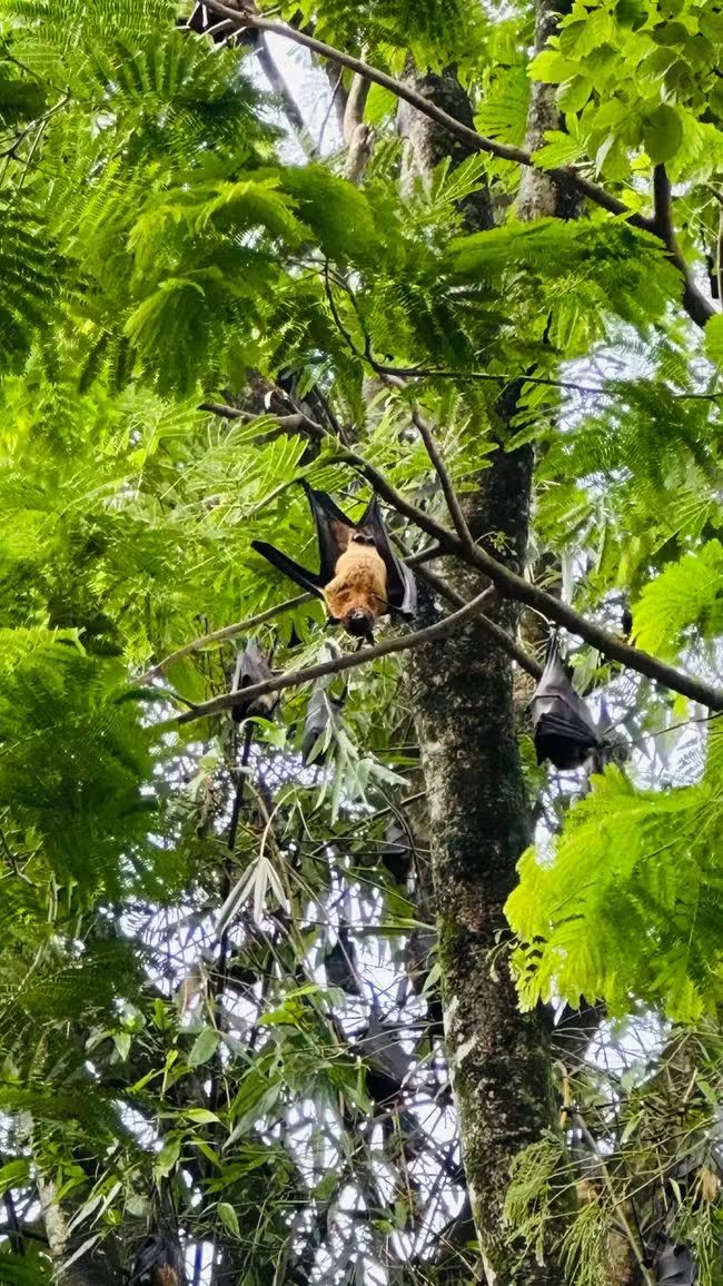 Giardini botanici reali di Peradeniya