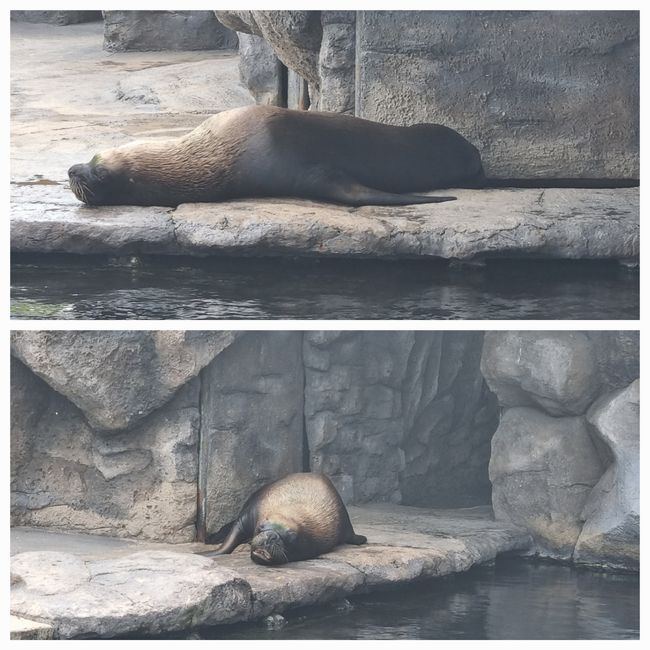 Tag drei: Zoo Aurora und Stadtteil Cayala