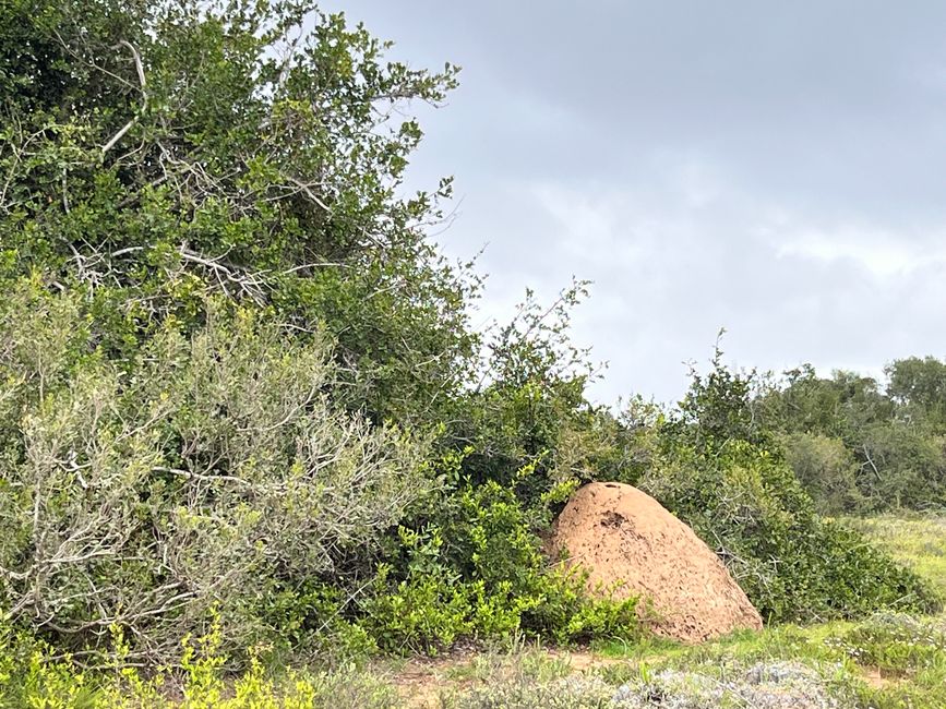 Addo Elephant Park