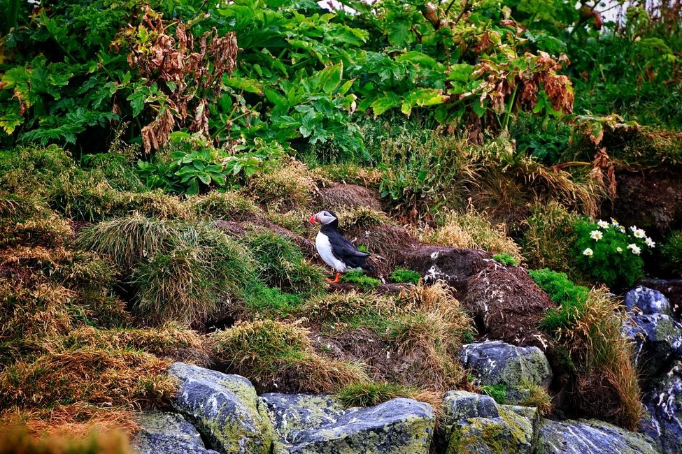 Puffin auf dem Vogelfelsen bei Dyrhólaey