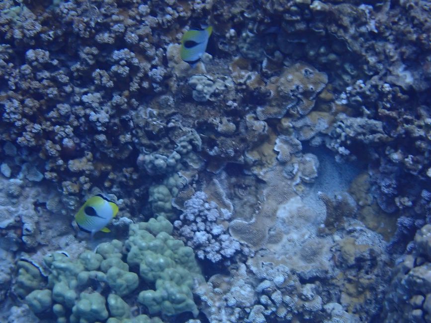 Snorkeling à Molokini - Poissons papillon goutte d'eau