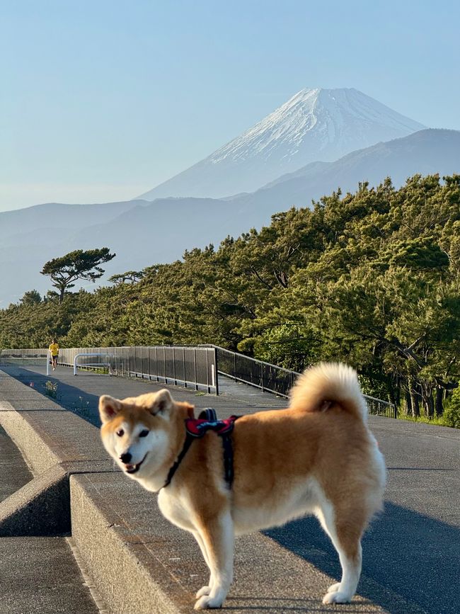 Part 10 - Final Part 
Japan 🇯🇵 Mishima, Departure and Conclusion
