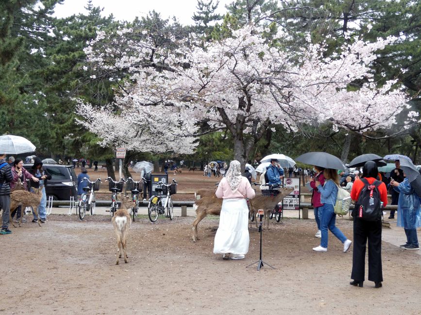 Kōbe and Nara, April 1, 2026