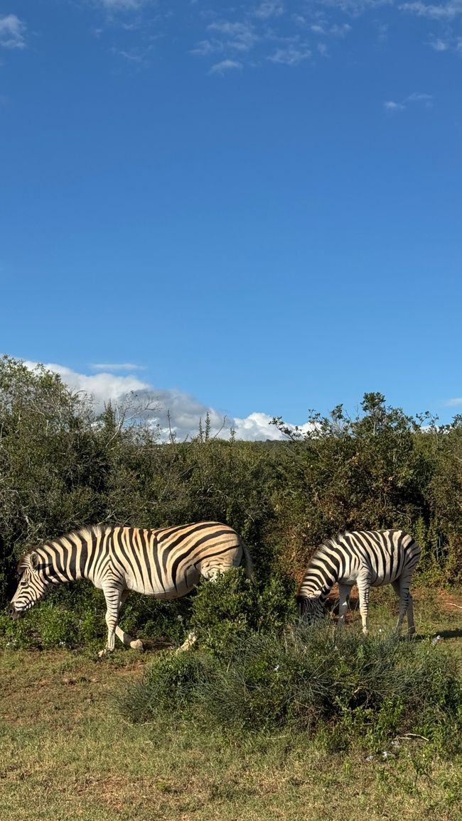 Addo Nationalpark