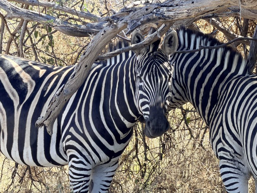 Vom Chobe zum Okavango