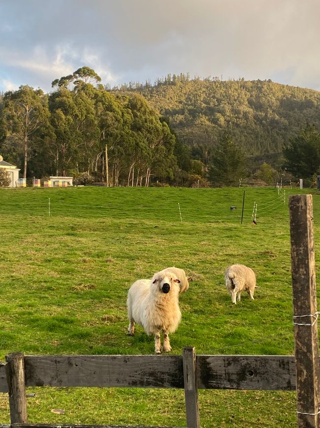 Verso Karamea