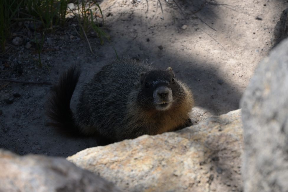 Grand Canyon de Yellowstone - Marmotte