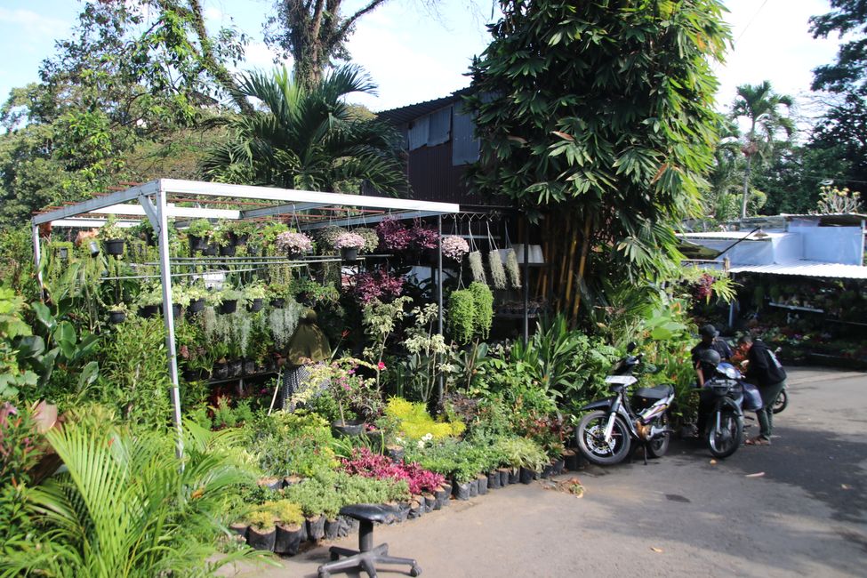 Tag 7 : Malang, thé et un volcan