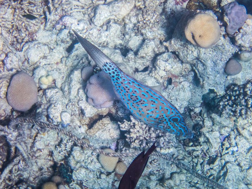 Poisson-feuille à message