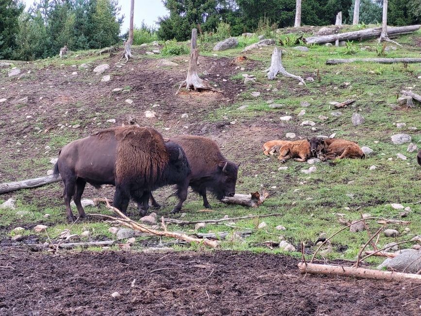 Bisonti