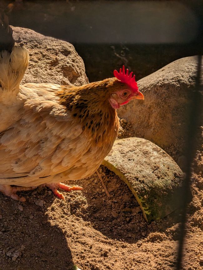Il y a des poules partout