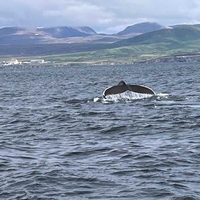 Whale Watching Husavik